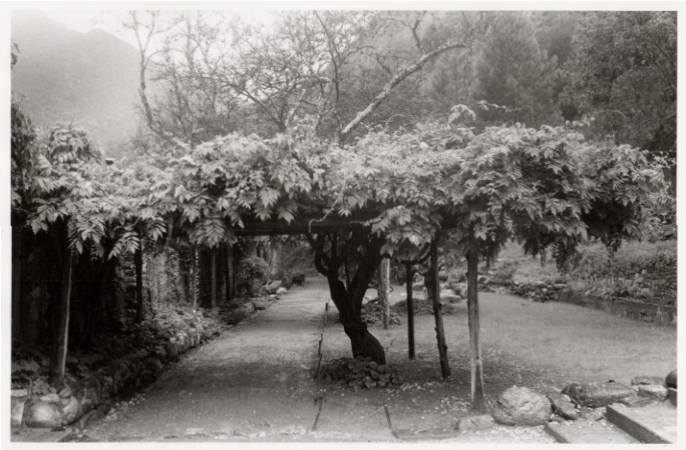 Tassajara wisteria